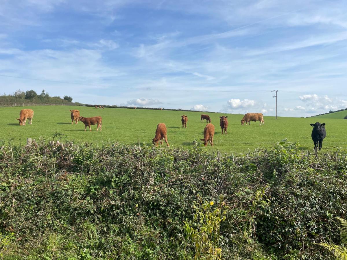 Westerley Country B & B With Exclusive Guest Lounge Buckfastleigh Exteriör bild